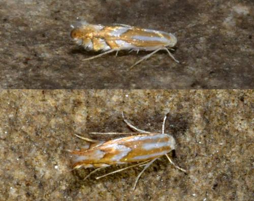 Réf. 212 508 : Phyllonorycter sp.